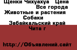 Щенки Чихуахуа › Цена ­ 12000-15000 - Все города Животные и растения » Собаки   . Забайкальский край,Чита г.